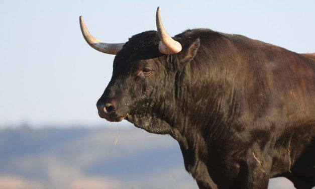 Spain Abolishes National Bullfighting Award