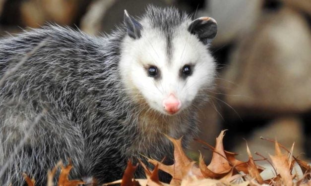 SIGN: Justice for Possum Brutally Beaten to Death With Golf Club