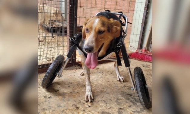 Lady Freethinker Helps a Stray Dog With a Missing Leg Get a Wheelchair