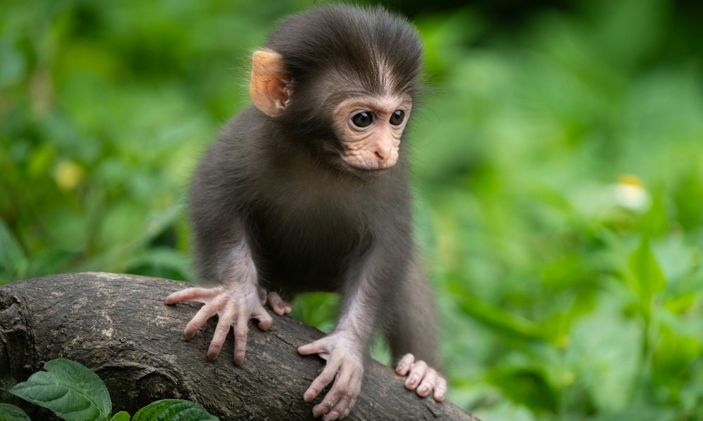 baby macaque monkey in tree