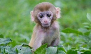 Baby monkey