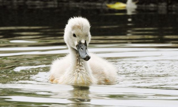 SIGN: Justice for Family of Baby Swans Allegedly Targeted in String of Handheld Catapult Attacks