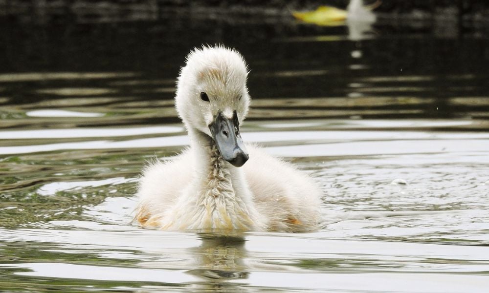 Baby swan swimming alone