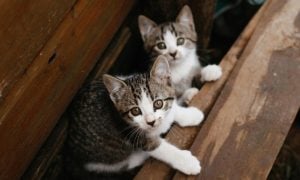 grey and white kittens