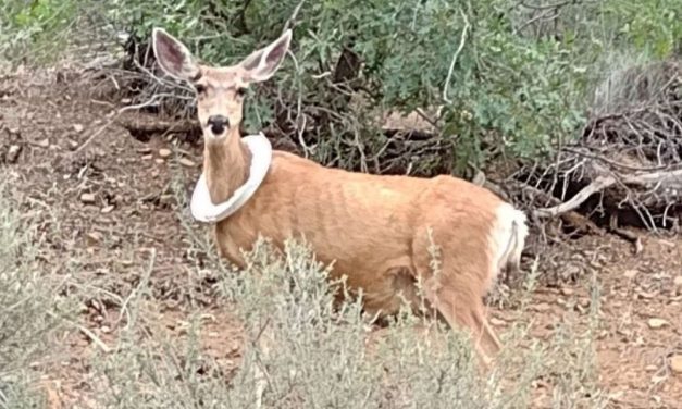 Mother Doe Stuck in Plastic Bucket Lid Freed as Fawns Look On