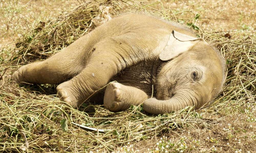 elephant lying down in grass