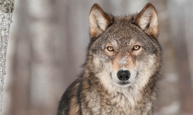 SIGN: Keep Federal Protections for Gray Wolves