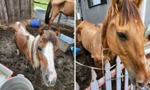 emaciated horse and pony