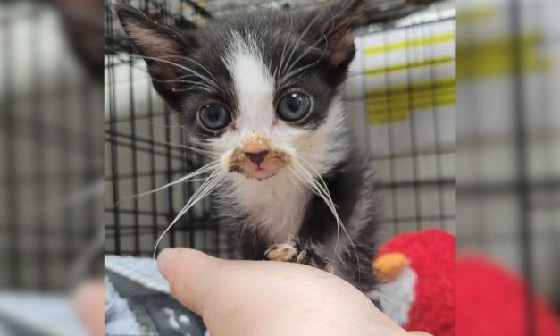 Officer Adopts Tiny Kitten He Rescued From Kids’ Cruel Game of ‘Catch’