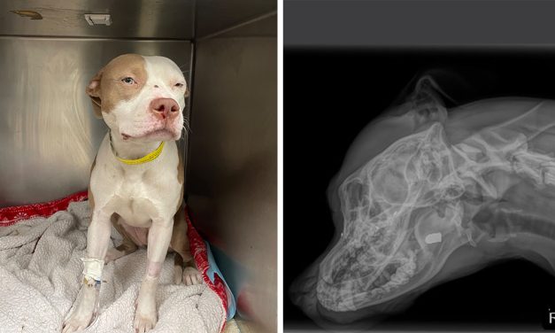 SIGN: Justice for Dog Brutally Shot Between the Eyes