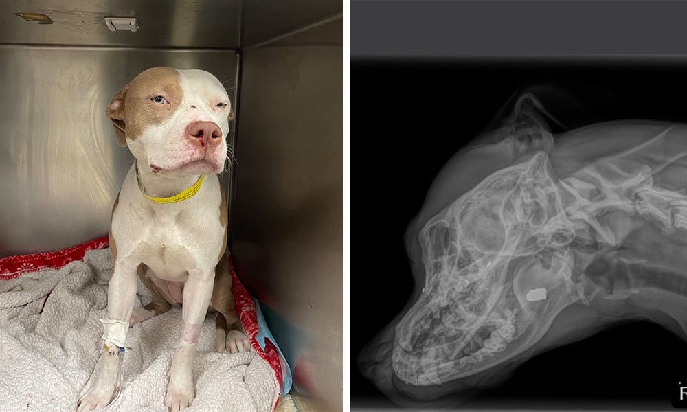 Dog and X-ray