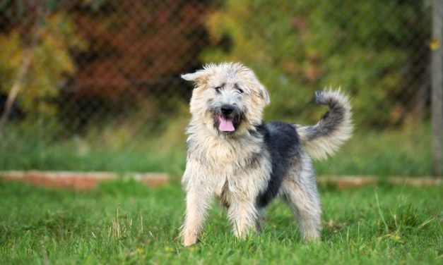 Puppy Mills Will Be Banned in Fort Collins, CO Following City Council Action