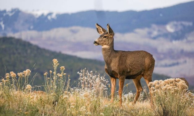 Proposed Act Could Help Wildlife Migrate More Safely Across Busy Roads