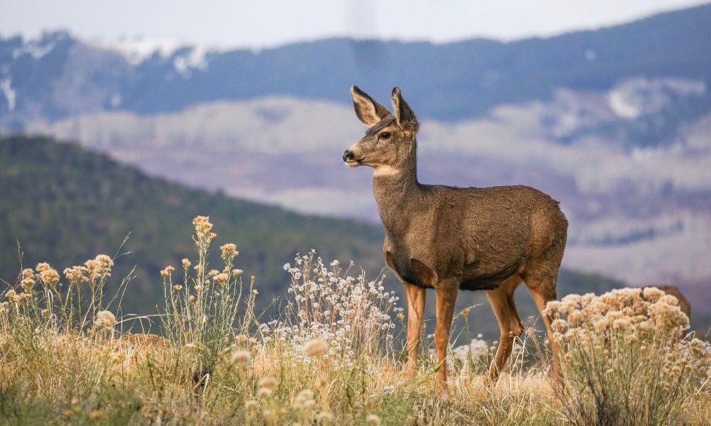 mule deer doe