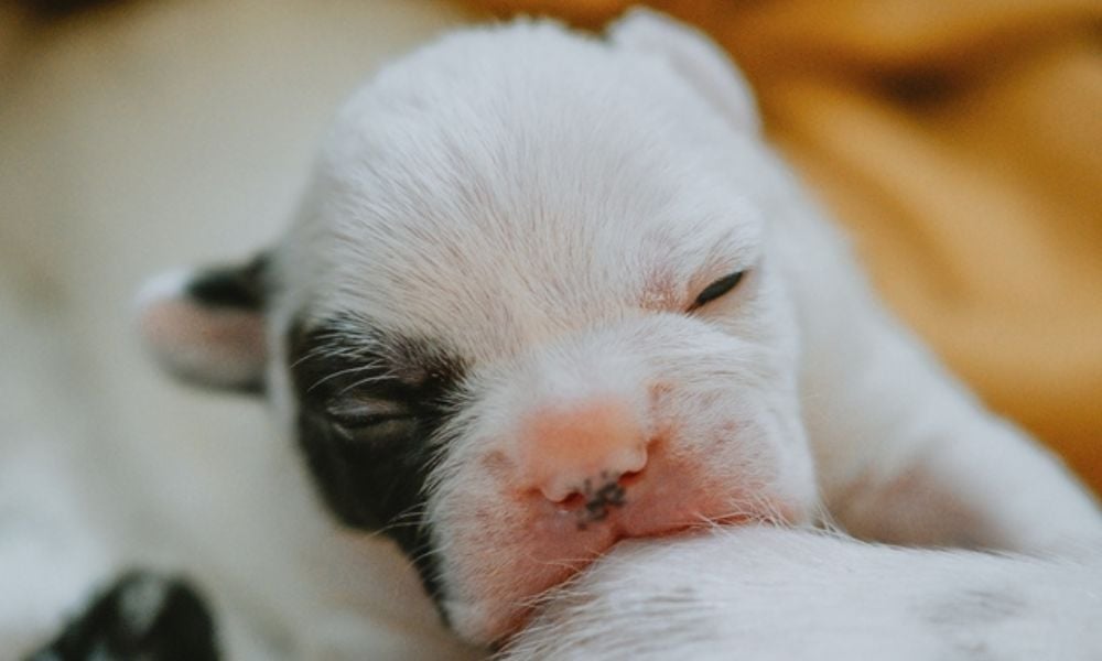 Newborn puppy