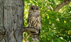 spotted owl