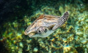 Green sea turtle with missing flipper