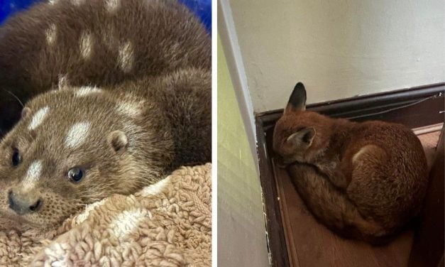 All in a Day’s Work: U.K. Rescue Saves Fox Sleeping in Home and Baby Otter in Car Engine