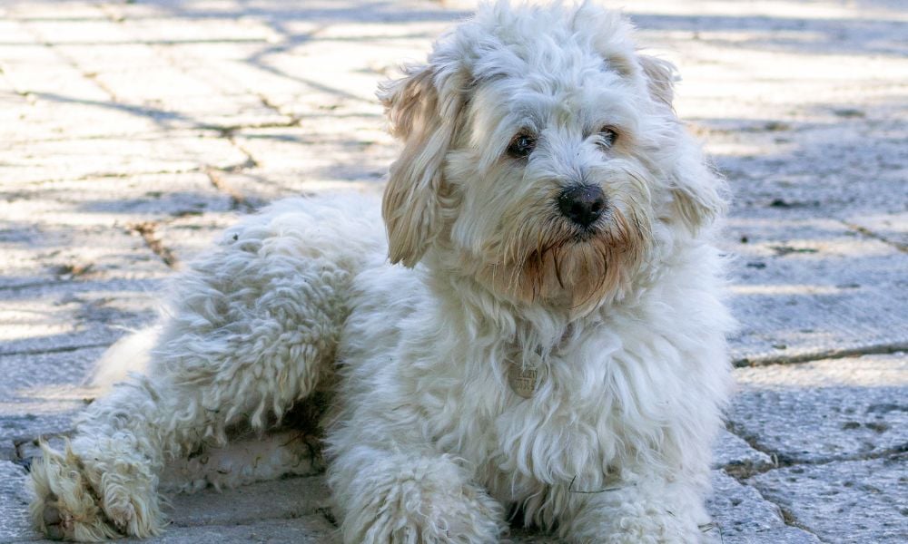 Small white dog lying down