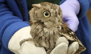 gloved hands holding screech owl