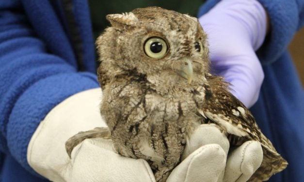 Owl Rescued After Landing in Glue Trap