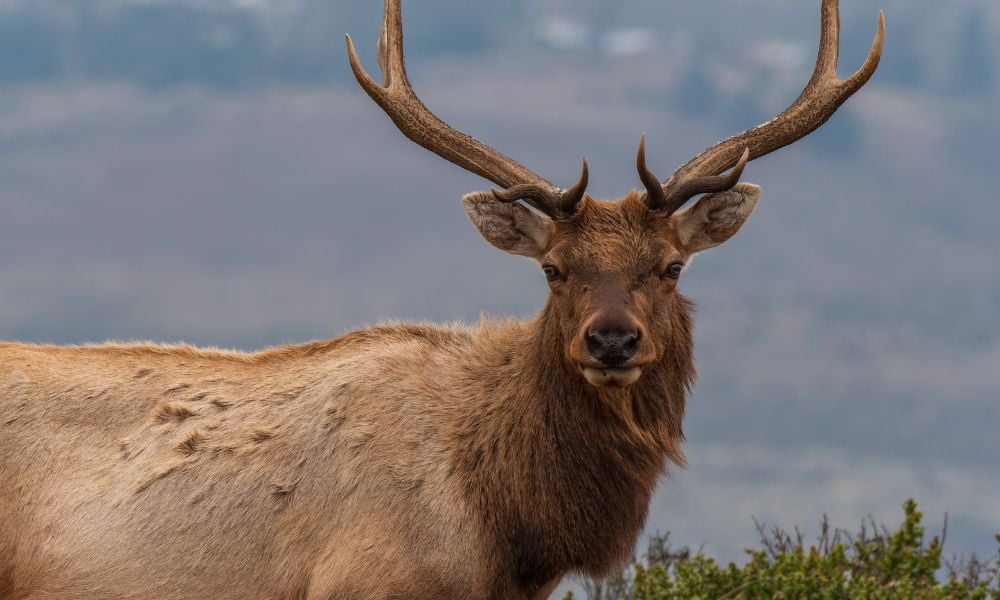 Tule elk