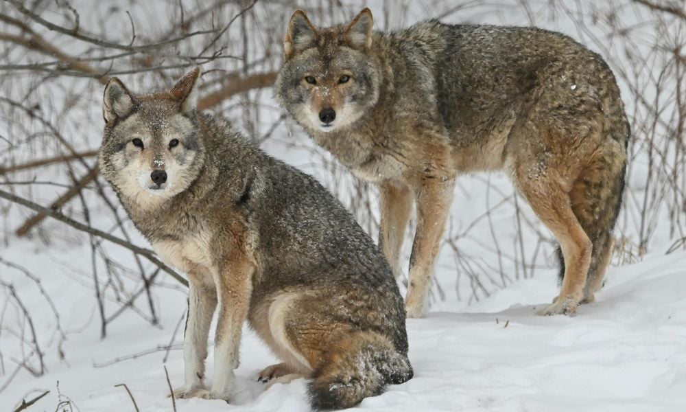 two wolves in snow