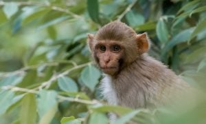 young macaque