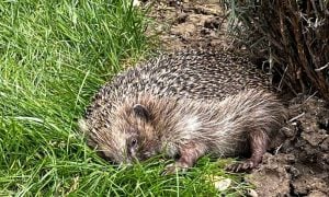 hedgehog in the grass