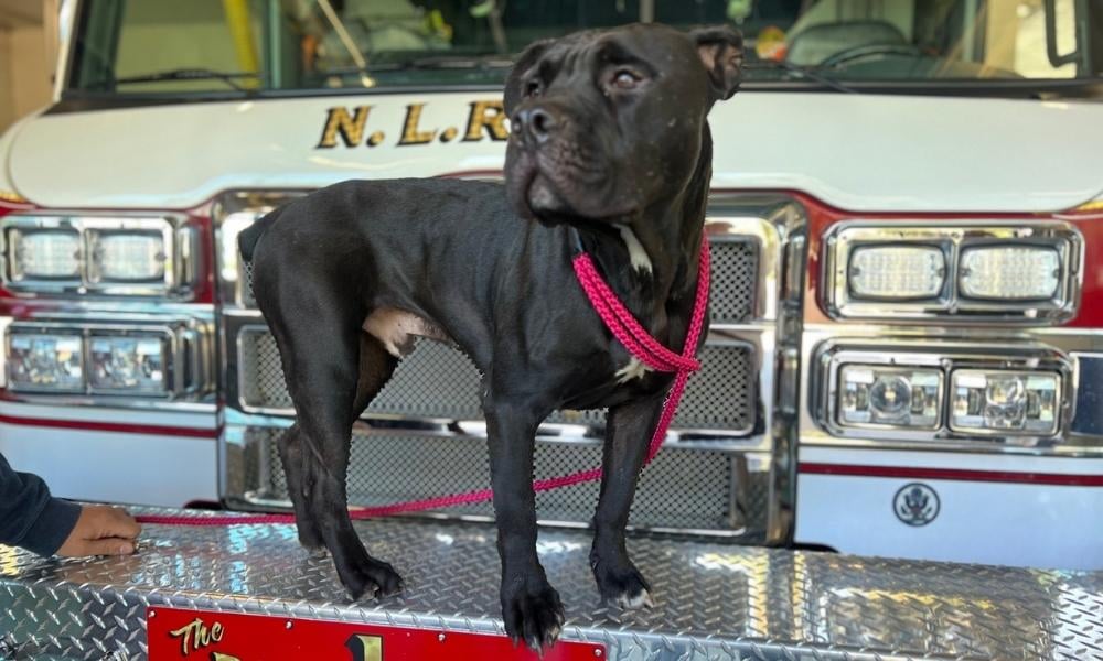 black dog sitting on fire truck