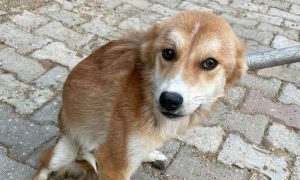 Dog in shelter in Turkey