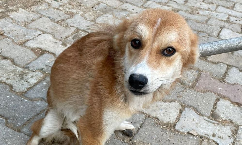 Dog in shelter in Turkey