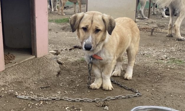 SIGN: Stop the Massacre of Dogs in Turkey