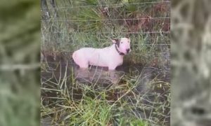 dog tied to a fence standing in chest-high water