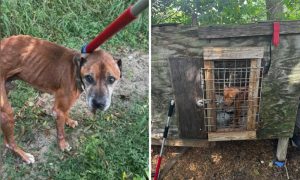 Emaciated dog and dog in kennel