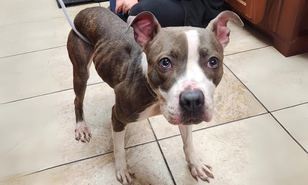 brown and white pit bull mix dog