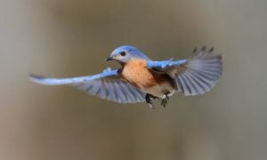 flying bluebird