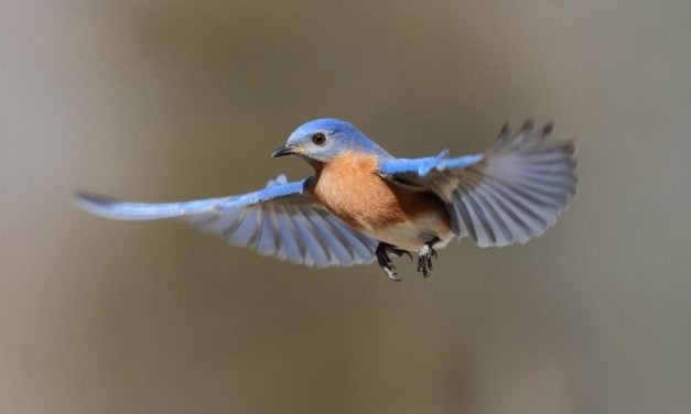 SIGN: Help Stop New York’s Birds From Crashing Into Glass and Dying