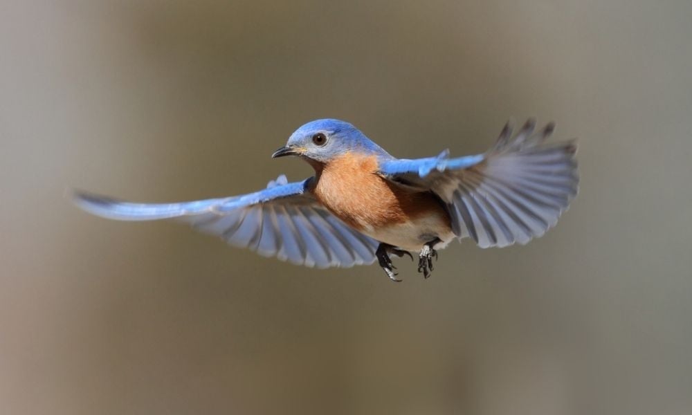 SIGN: Help Stop New York’s Birds From Crashing Into Glass and Dying