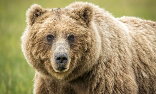 SIGN: Provide Permanent Protections for Wild Grizzly Bears, Bison, and Wolves