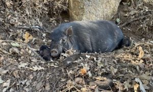 Three pigs under tree