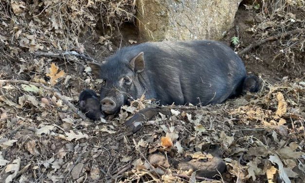 Mama Pig and Piglets Abandoned on Roadside Now Live Happily at Sanctuary