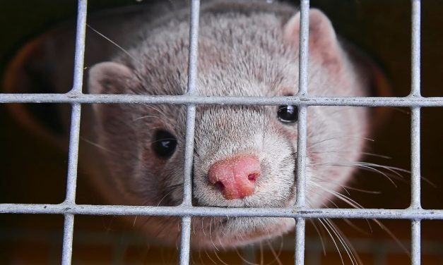 SIGN: Urge UK Parliament to Help End Animal Brutality by Banning Fur Sales