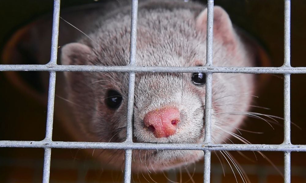 mink on fur farm looking through cage