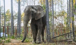 elephant next to tree