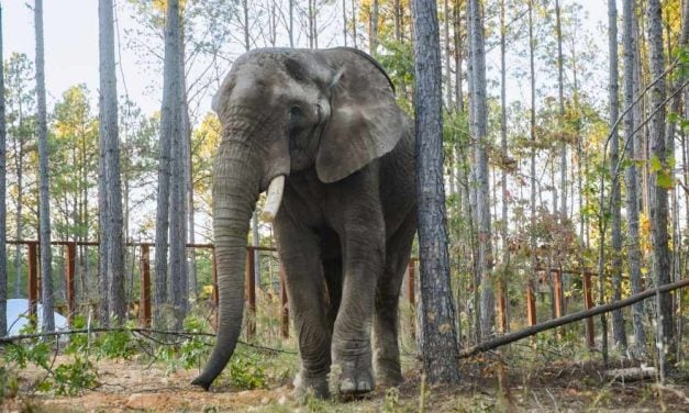 Last African Elephant at Oakland Zoo Retires to The Elephant Sanctuary