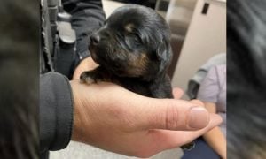 tiny puppy held in palm of police officer's hand