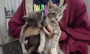 Two blind kittens