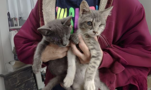 Bonded Blind Kittens Find Their Forever Home Together