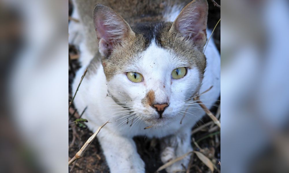 a cat looking at the camera from the SMACC report